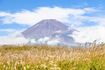 富士山とすすき