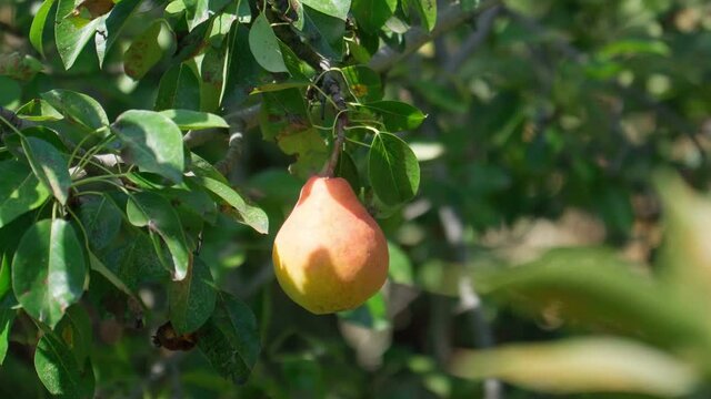 Ripe yellow pear hanging from a green leaf tree. Organic food, pear juice, Eco, pear tree, fruit, harvest, pears in the garden.