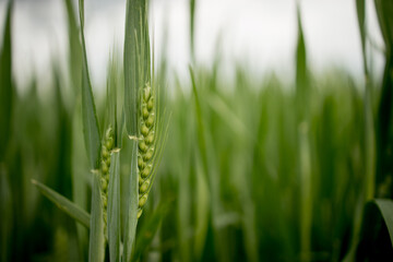 Ripening ears of meadow wheat field. Rich harvest Concept. Ears of green wheat close up.