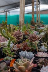 Obraz premium Succulent plant nursery or garden shop. general view of colorful and varied succulent plants in a green house