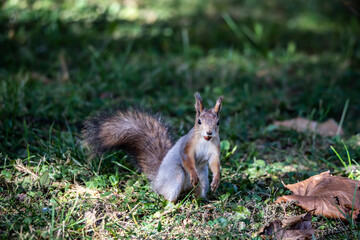 red squirrel harvests nuts for the winter in an autumn yellow park in sunny weather