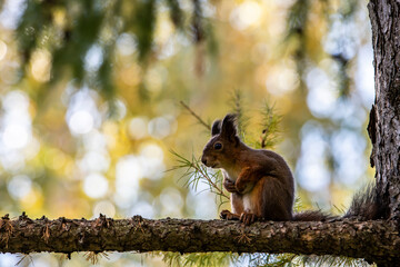 red squirrel harvests nuts for the winter in an autumn yellow park in sunny weather
