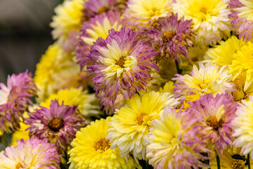 Close up of chrysanthemum.