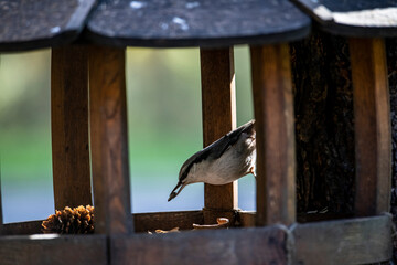 a cheerful bird flew to the feeder to eat seeds on a sunny autumn day 