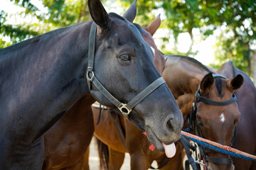 Obraz premium polo horse waiting for a game