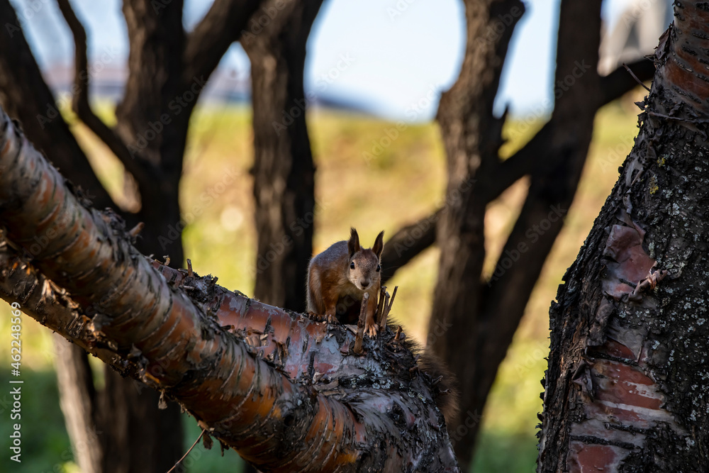 Wall mural red squirrel harvests nuts for the winter in an autumn yellow park in sunny weather