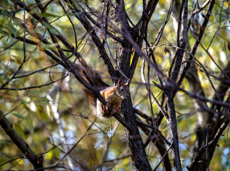 red squirrel harvests nuts for the winter in an autumn yellow park in sunny weather