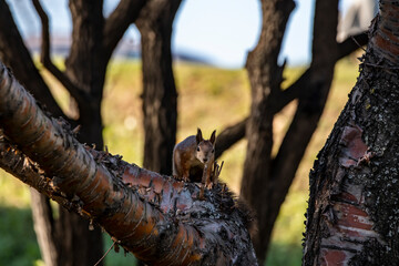 red squirrel harvests nuts for the winter in an autumn yellow park in sunny weather