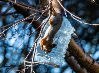 red squirrel harvests nuts for the winter in an autumn yellow park in sunny weather