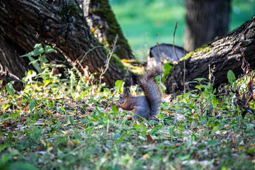 red squirrel harvests nuts for the winter in an autumn yellow park in sunny weather