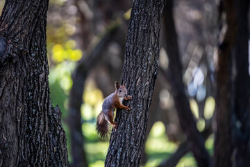 red squirrel harvests nuts for the winter in an autumn yellow park in sunny weather