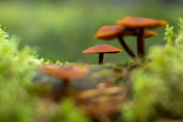 forest mushrooms on a green background