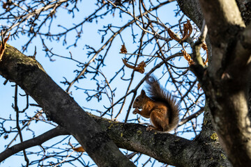red squirrel harvests nuts for the winter in an autumn yellow park in sunny weather