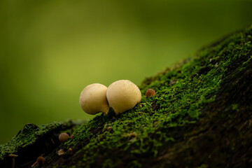 autumn wood-destroying fungi in the park