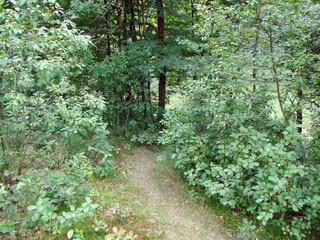 Landscape of the trail among the dense forest bushes, descending down into the village.