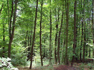 Unsurpassed panorama of the young beech forest stretching up to the sun.