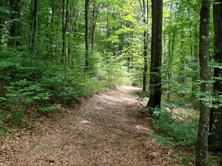 The comfortable wide forest road is covered with soft fallen leaves, and is illuminated by sunlight that penetrates through the thickets of trees.