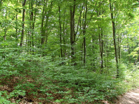 Unsurpassed panorama of the young beech forest stretching up to the sun. © Hennadii