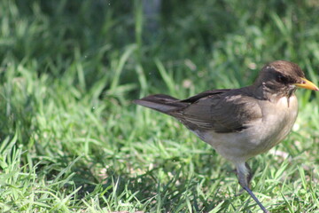 BIRDS