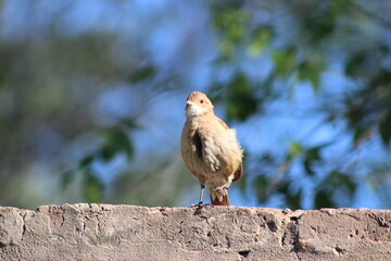 BIRDS