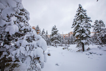 Winter in Bryce Canyon National Park, United States Of America