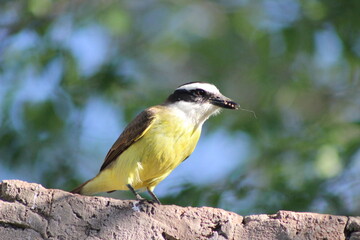BIRDSBIRDS
