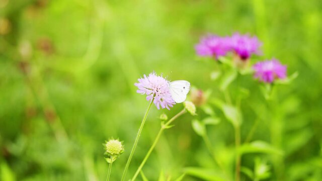 White butterfly on wild scabious.
