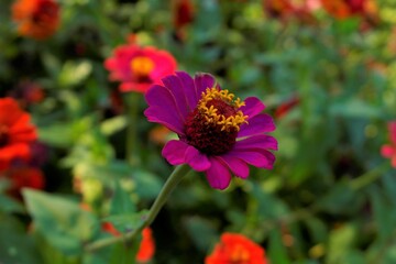 COLORED FLOWERS SAMSUNG CSC