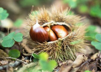 Closeup of chestnut husk with autumnal fruit in the wood