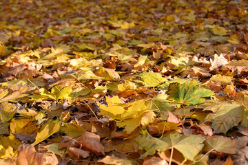 Autumn background of bright yellow maple leaves illuminated by the sun on the ground in the forest