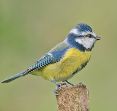portrait ofa bluetit