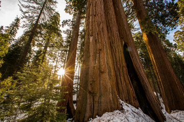 Winter in Sequoia National Park, United States Of America