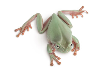 The Australian green tree frog isolated on white background with clipping path and full depth of field, Top view. Flat lay