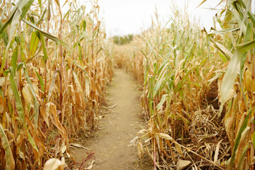 Dried corn stalks in a corn maze on pumpkin fair at autumn. Traditional american amusement on...