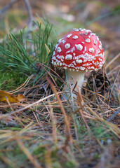 A mushroom called fly agaric in the forest.