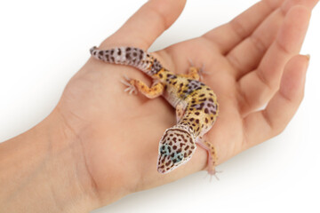Leopard gecko or Eublepharis macularius on the hand isolated on white background with clipping path...