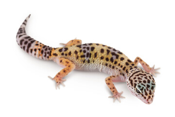 Leopard gecko or Eublepharis macularius isolated on white background with clipping path and full depth of field