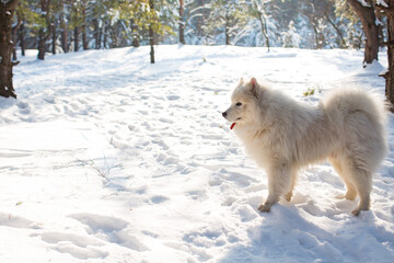 Portrait of a samoyed dog standing in the snow in a coniferous forest in the sun