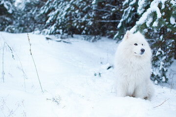 Portrait of a Samoyed dog sitting on the snow in a coniferous forest