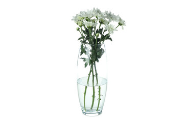 Vase with white chrysanthemums isolated on white background