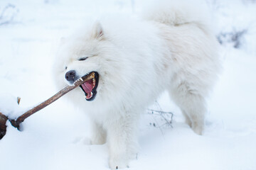 Fototapeta premium An adult male Samoyed is gnawing a stick in the snow
