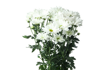 Beautiful white chrysanthemums isolated on white background