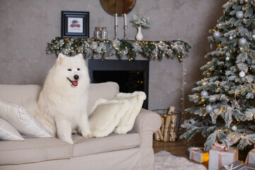 White fluffy beautiful samoyed sits on a sofa against the background of a christmas tree with colorful lights