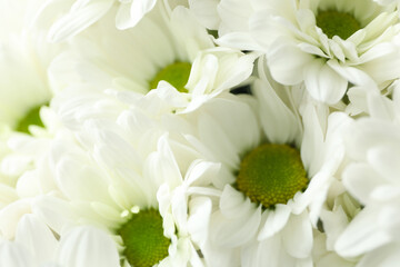 White chrysanthemums all over background, close up
