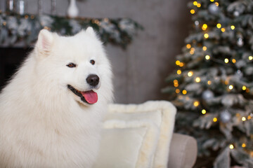 White fluffy beautiful samoyed sits on a sofa against the background of a christmas tree with colorful lights