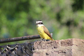 BIRDS