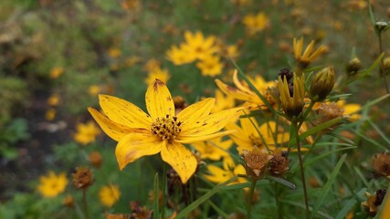yellow flowers on a green background