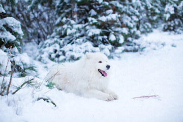 Obraz na płótnie Canvas Portrait of a Samoyed dog lying in the snow in a coniferous forest