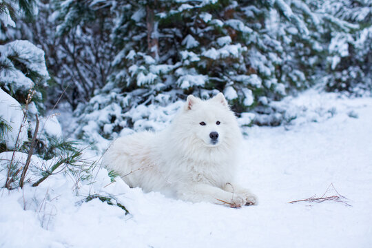 Portrait of a Samoyed dog lying in the snow in a coniferous forest