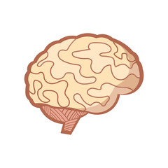brain isolated illustration. brain flat icon on white background. brain clipart.